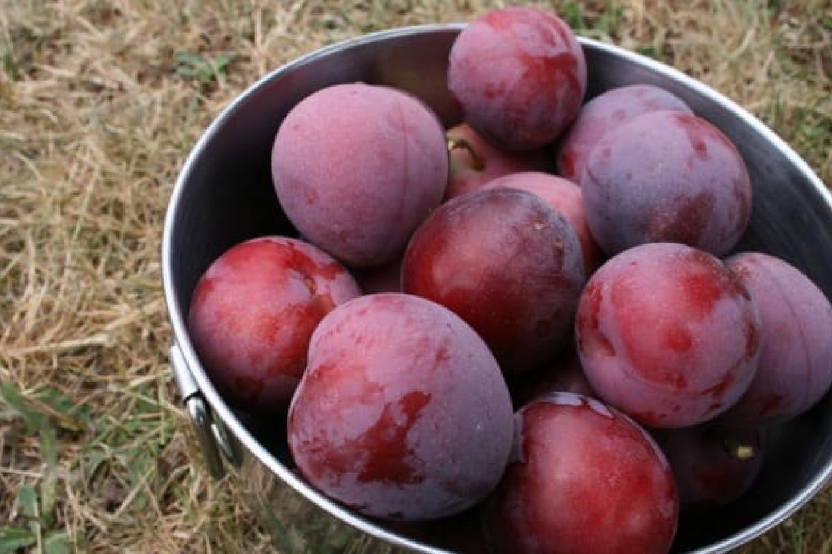 There are many health benefits associated with plums